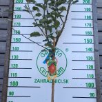 Jabloň domáca (Malus domestica) ´BELLE DE BOSKOOP ROUGE´ - zimná, výška 270-300 cm, obvod kmeňa 6/8 cm, kont. C6L